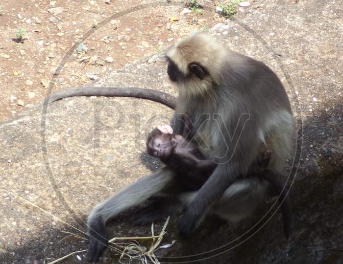 a baby monkey enjoying her mothers company