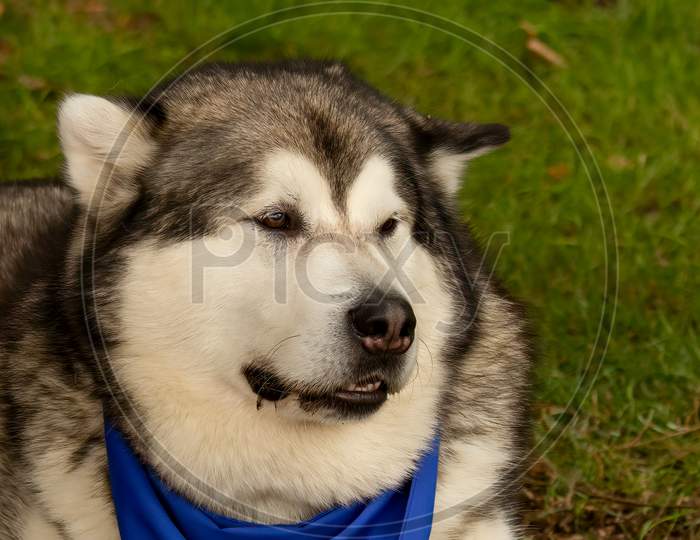 Male Husky Sled Dog Looking Towards Right