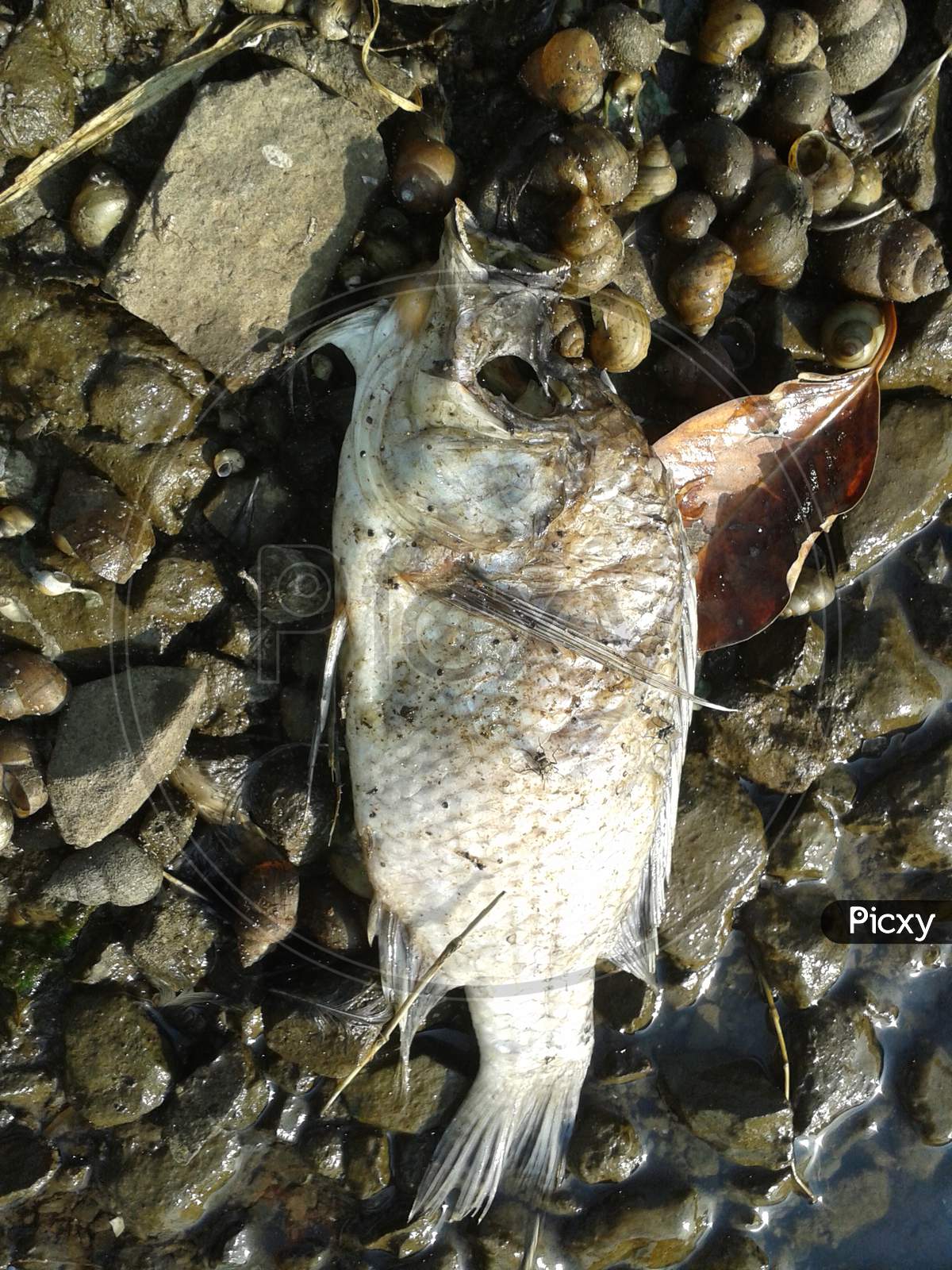 dead fish after eating by bird