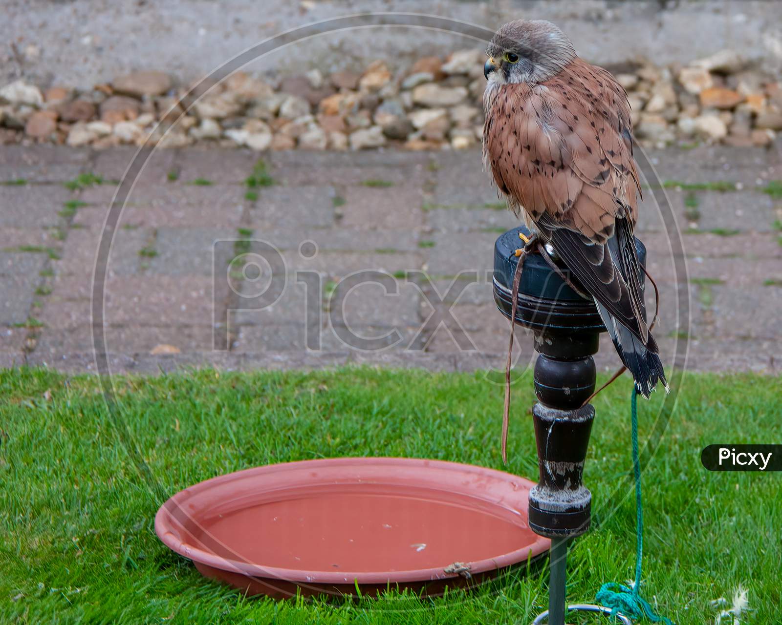 Watchful Kestrel, Falco Tinnunculus, Perched In Falconry Mews