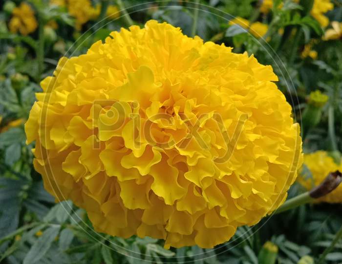 Yellow Marigold flower in focus with many flowers in background