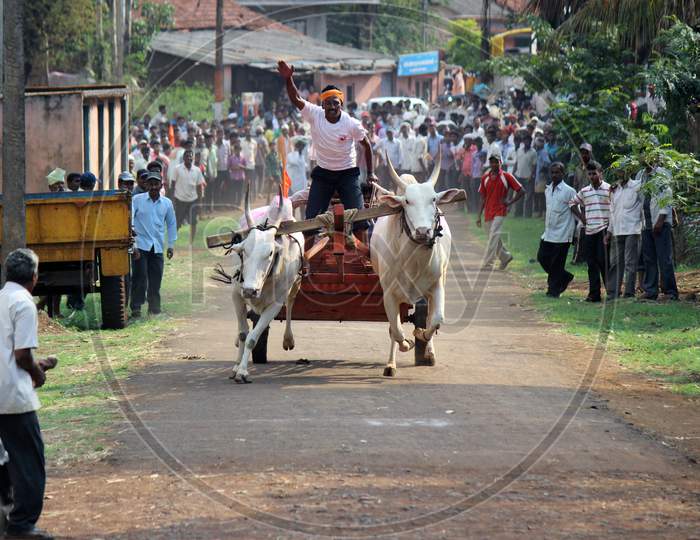 Cow racing in village during village festival