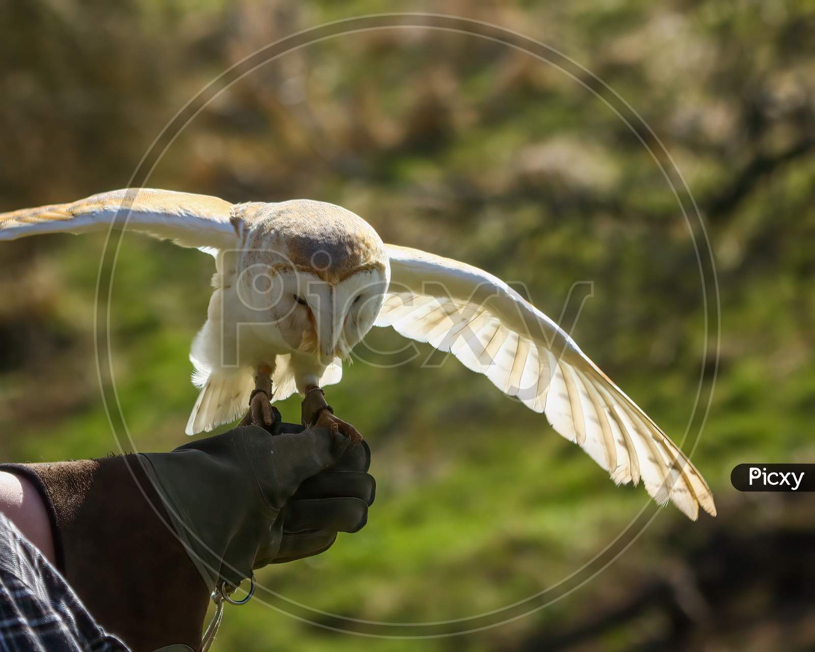 Selective Focus Of Falconer Holding Hungry Barn Owl, Tyto Alba, Eating Meat.