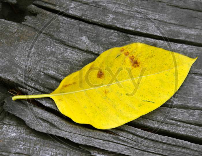 Autumn Fall Leaf On Aged Wood Background.