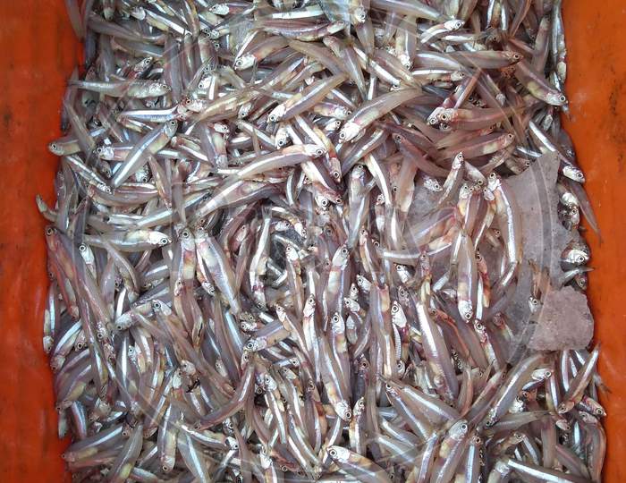 Indian Anchovy Fish Or Natholi