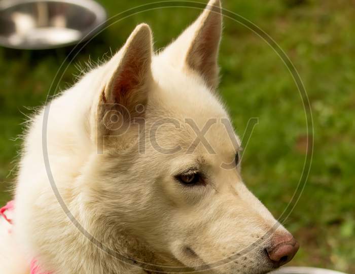 Beautiful White German Shepherd Dog Sled Dog Bitch, Female Wearing Pink Scarf
