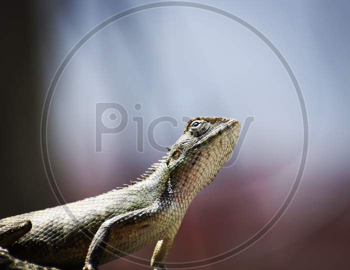 Dragon lizard
