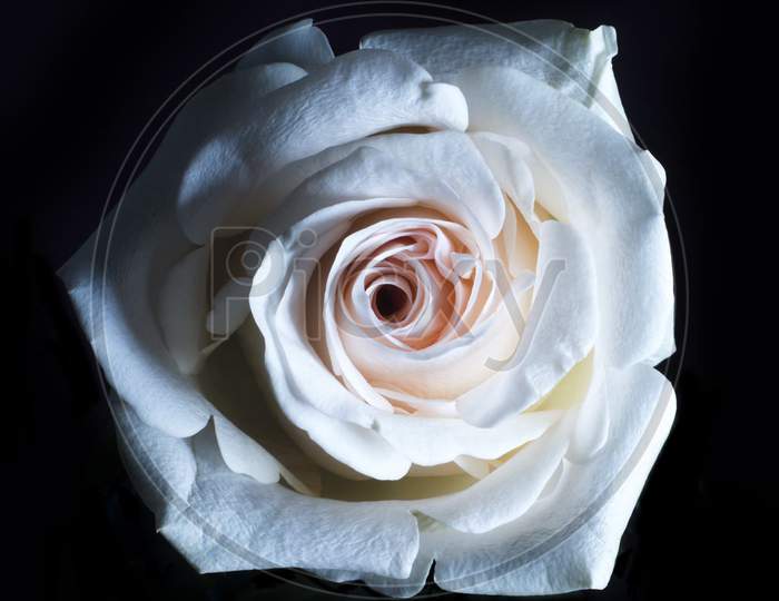 White rose, amazing rose