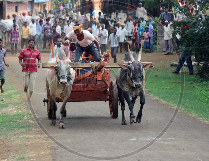 Cow racing in village during village festival