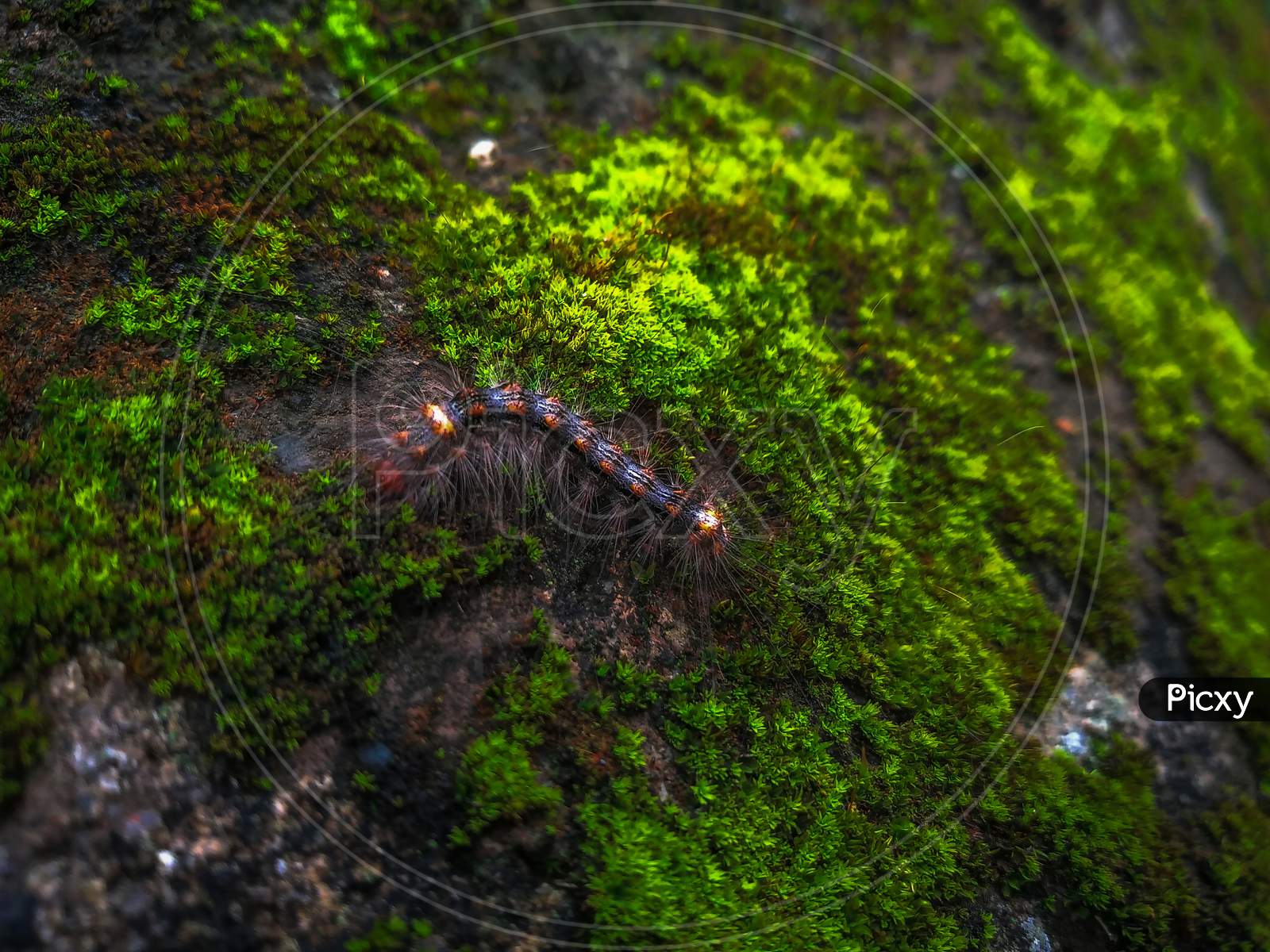 Green nature caterpillar