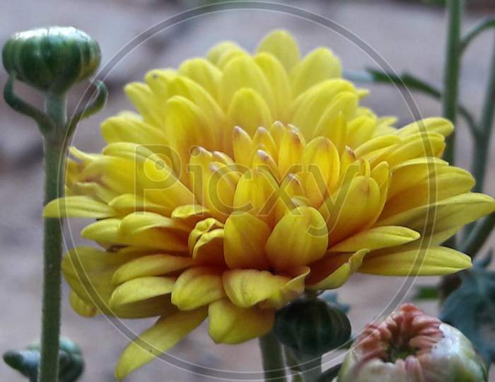 yellow flower focused petals