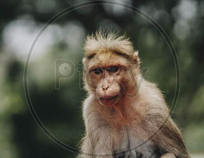 Portrait Of An Indian Macaque Monkey With Bokeh Background