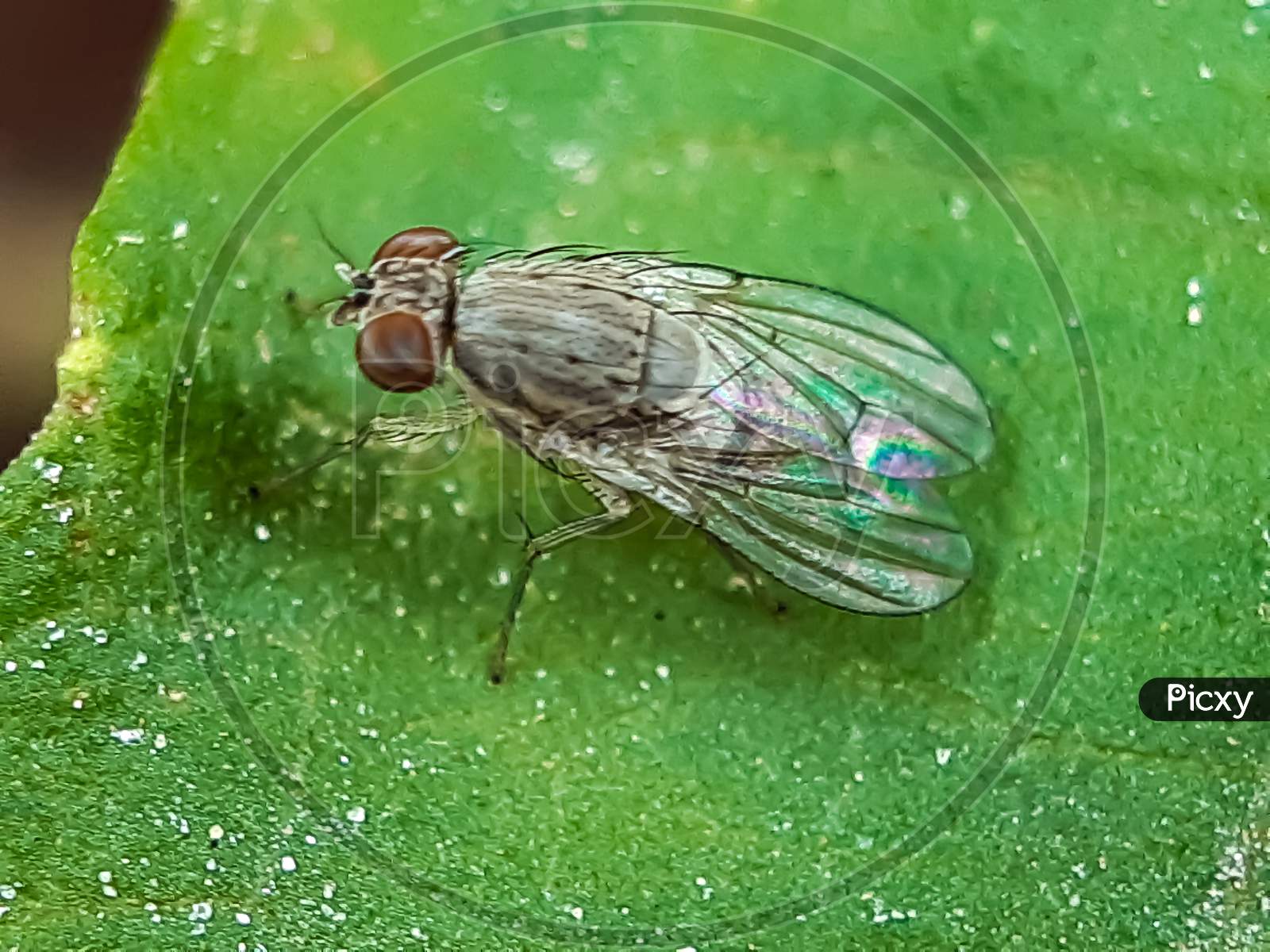 There Is A Fly Sitting On The Green Leaves And The Green Background.