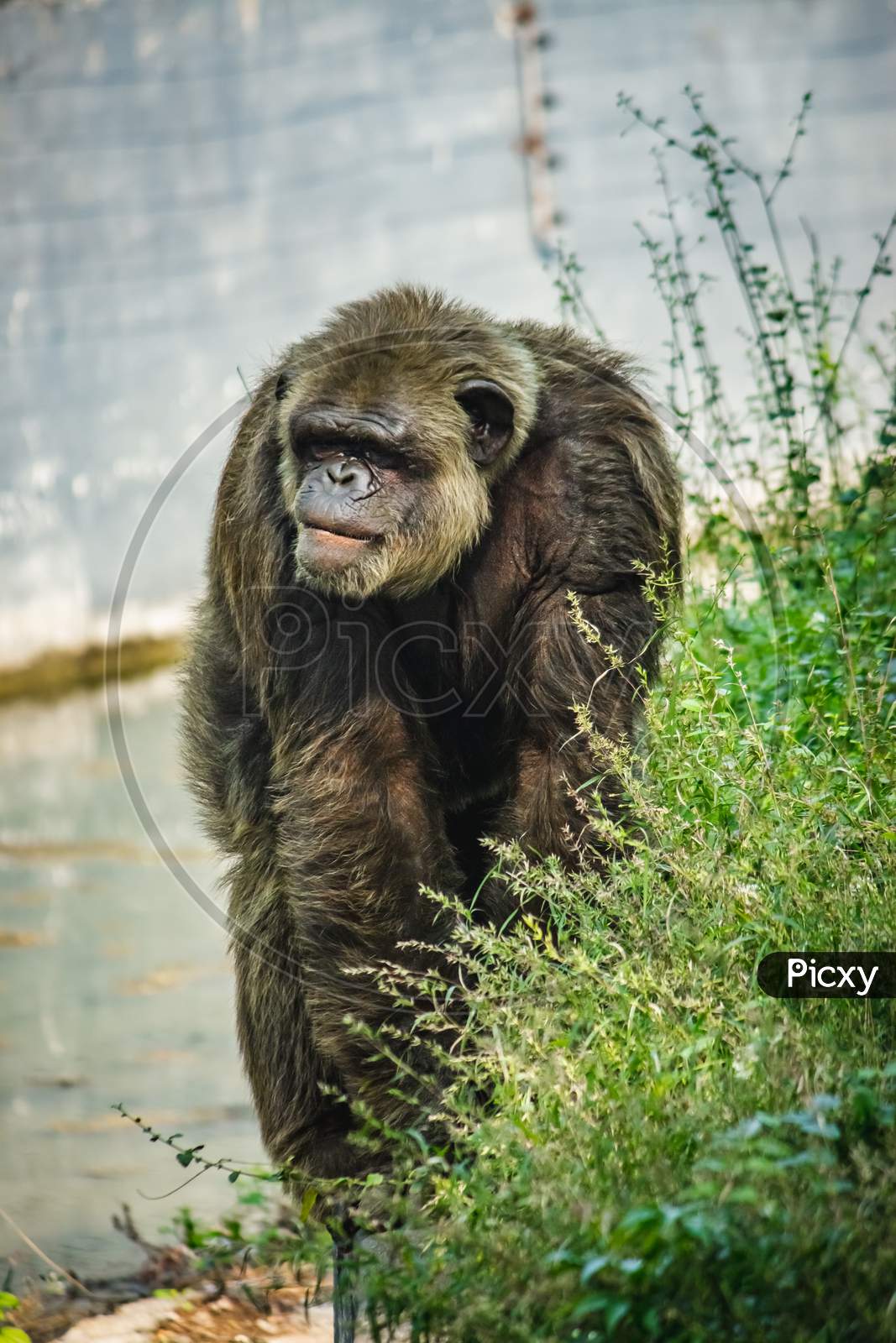 Young Gigantic Male Chimpanzee Standing On Near Water Pond And Looking At The Camera. Chimpanzee In Close Up View With Thoughtful Expression. Monkey & Apes Family
