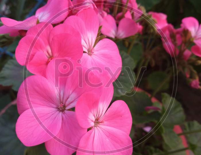 Garden pink