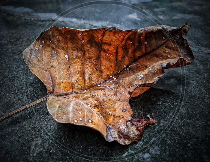 Dry leaf of Peepal