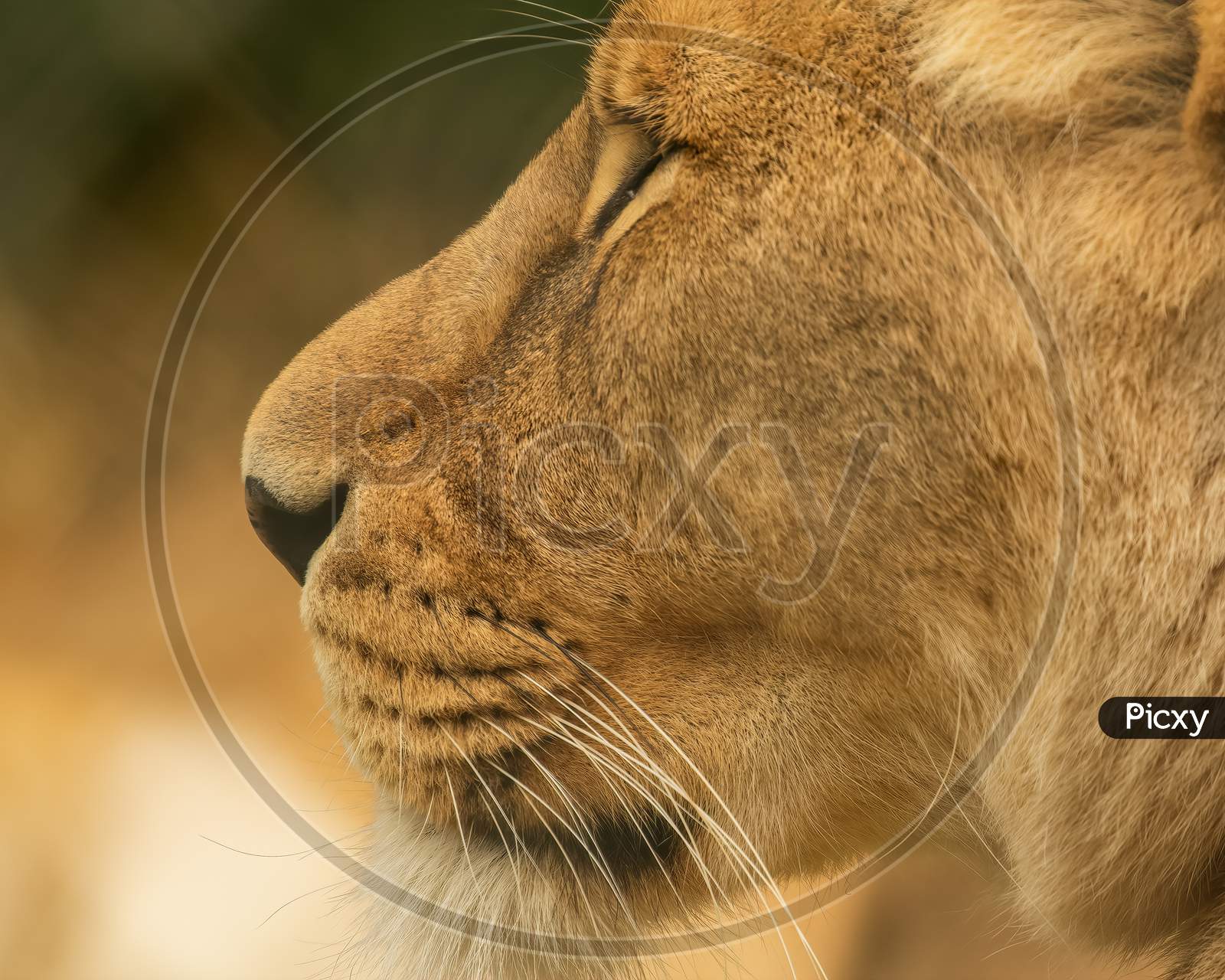 Imposing African Lion, Panthera Leo, Side View Head Shot
