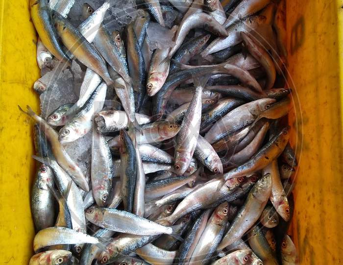 Sardine Fish Or Mathi Or Chaala Fish