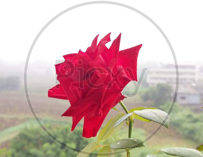 Balcony Rose plant..