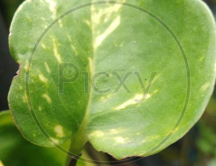 Leaf photo, macro photography