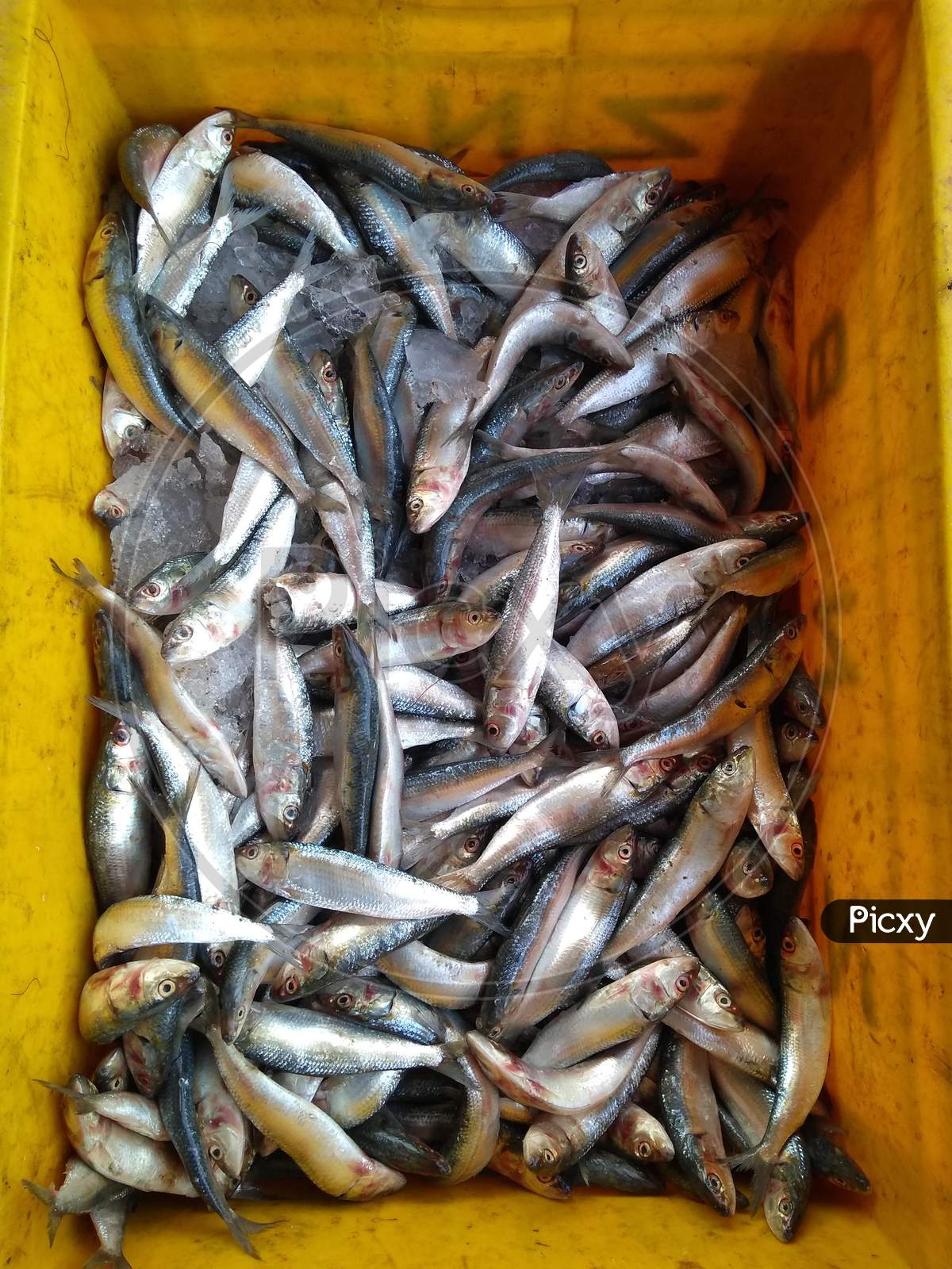 Image of Sardine Fish Or Mathi Or Chaala Fish-MY489685-Picxy