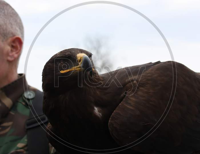 Steppe Eagle, Aquila Nipalensis, Staring Towards Right