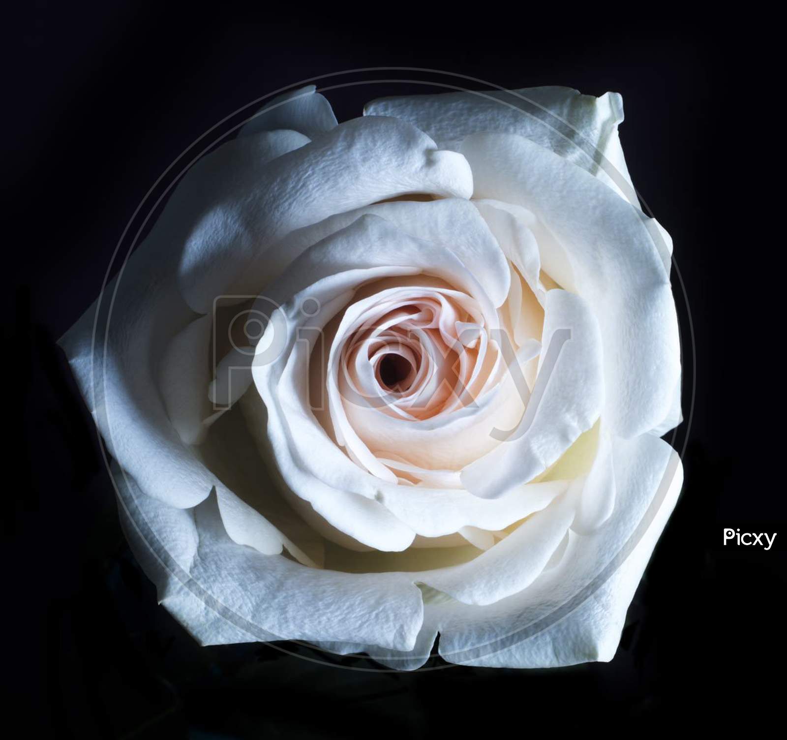 White rose, amazing rose