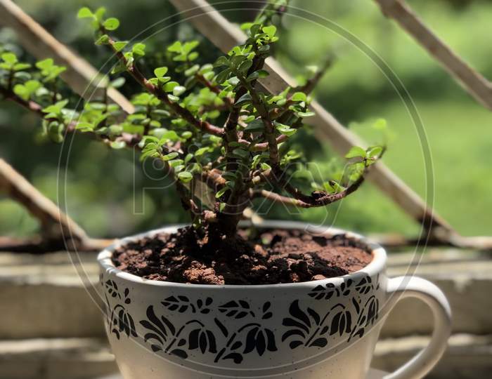 Cup of tree