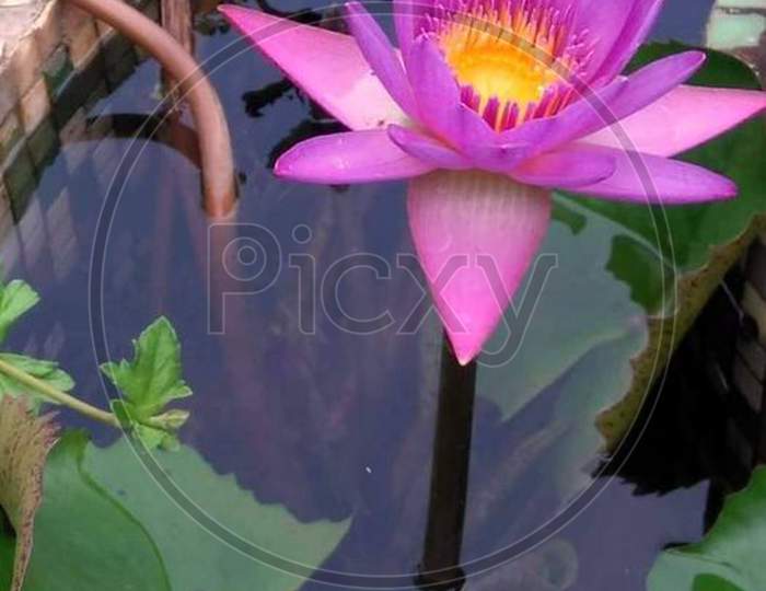 Beautiful water lilies flower .
