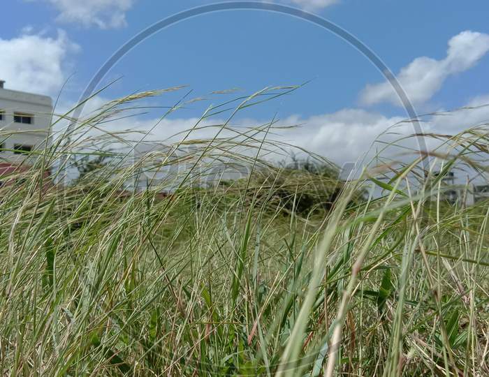 grass bending due to wind with sky as background