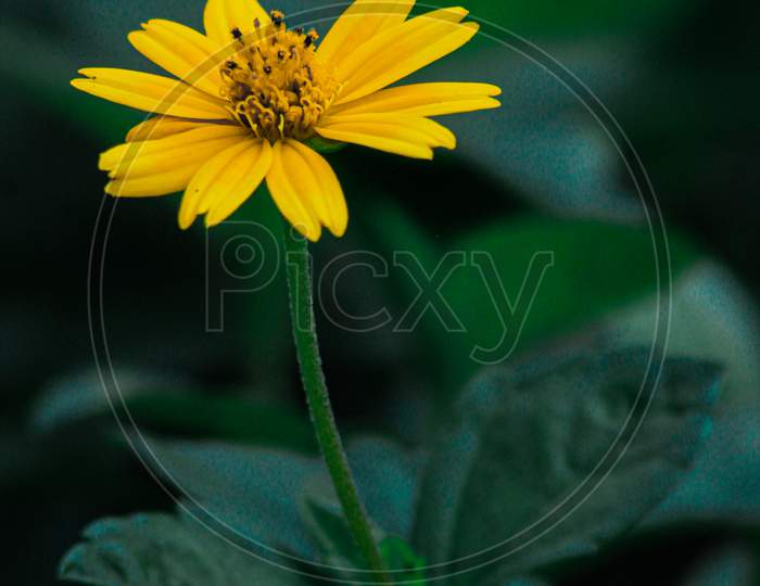 Yellow flower in wild life | A ORS | green background