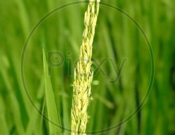 Wheat 🌾 farming