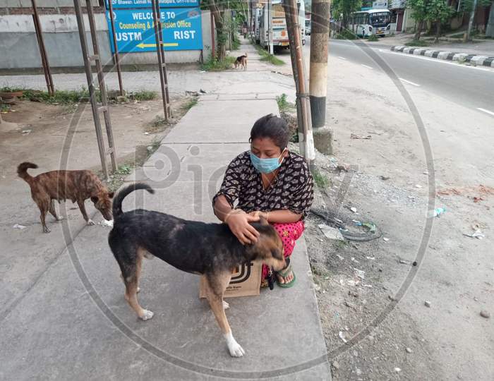 Street dog feeding