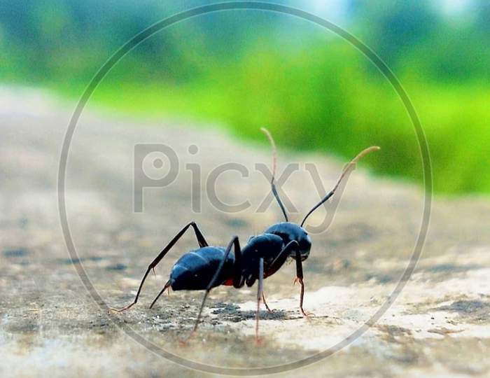 Ant finding food