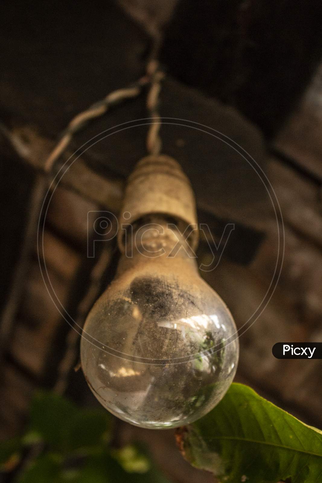 Close Up Image Of A Dusty Old Bulb With A Green Leaf