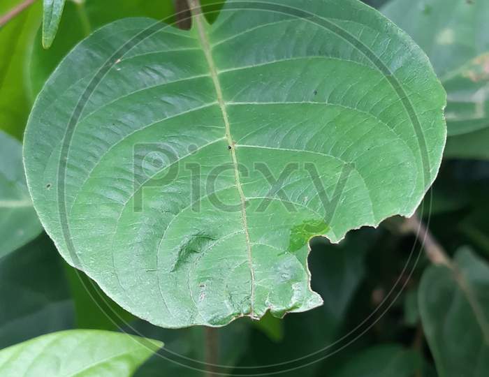 Beautiful natural leaf