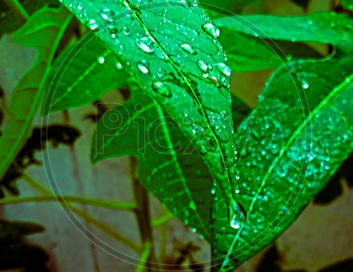 Droplets on leaf.