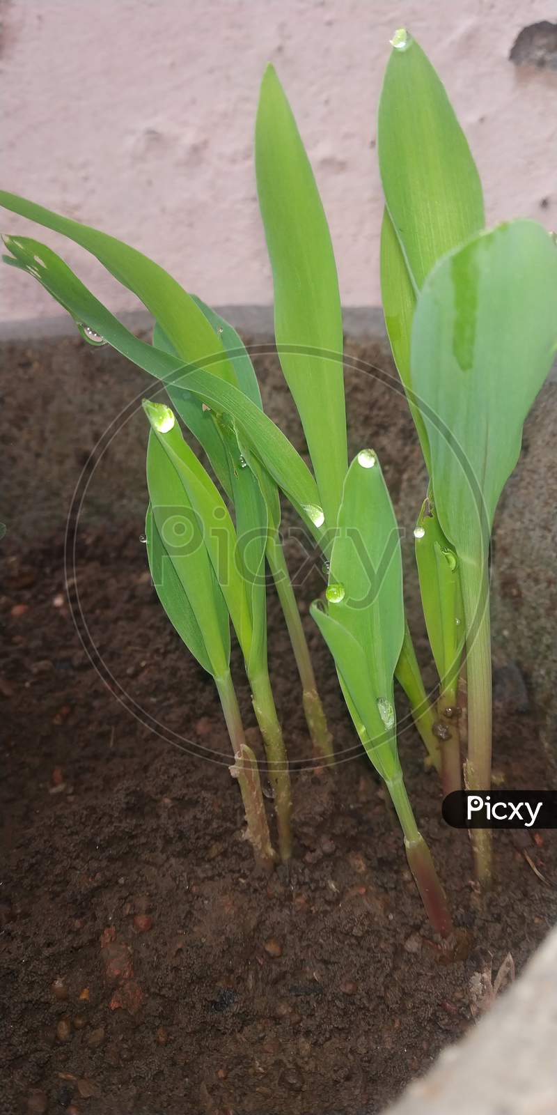Plant of corn