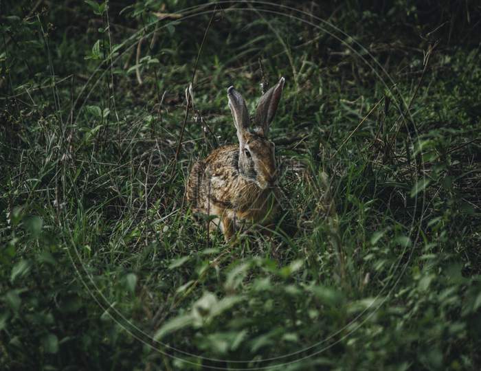 Wild Brown Rabbit Sitting In The Grass