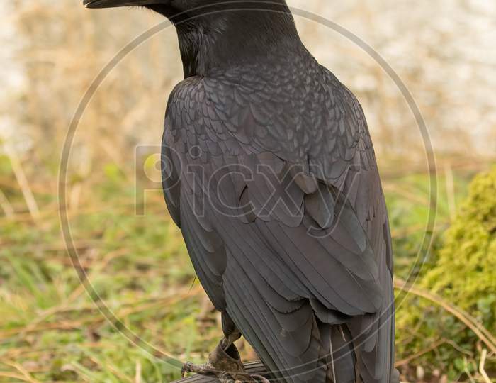 Rare Falconry Bird The Raven, Corvus Corax, Looking Magnificient