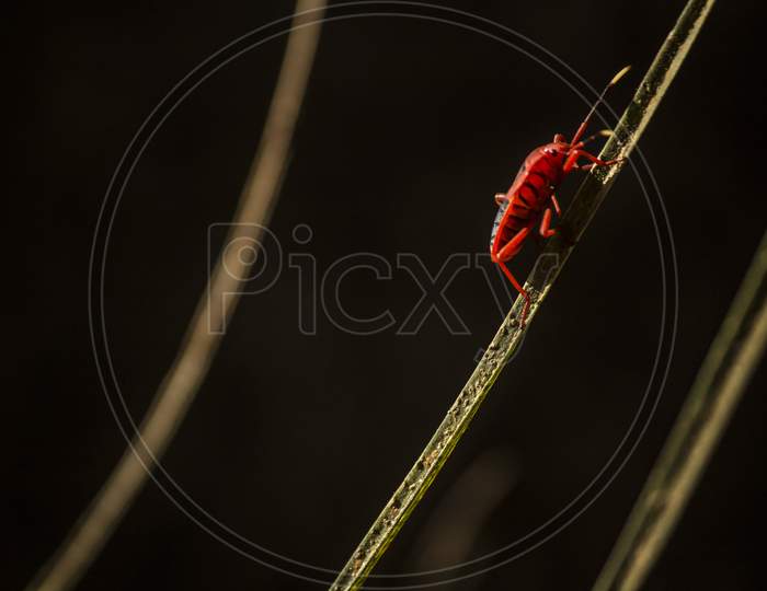 Selective Focus Close Up Macro Of Red Locust On Grass