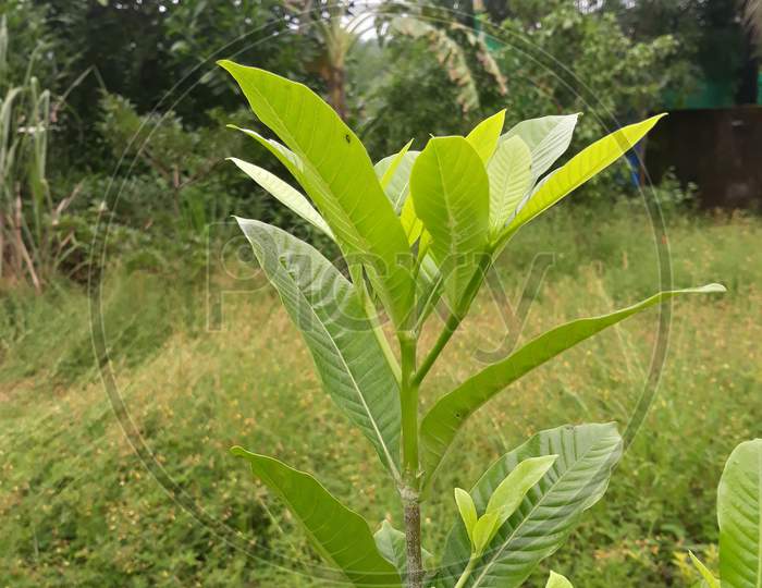 Natural plant