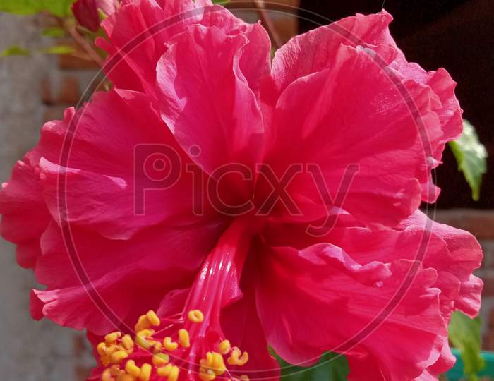Pink flower photography