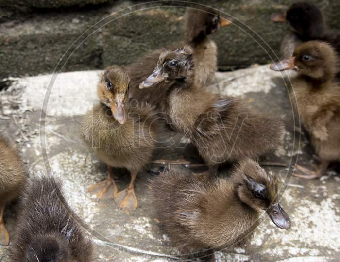 Ducklings Are Surrounded By Fences.Duck Chicks.Mallard Ducklings.Cute Domestic Duckling.Small Brown Duck Ducklings.Click Or Capture On My Own Camera.