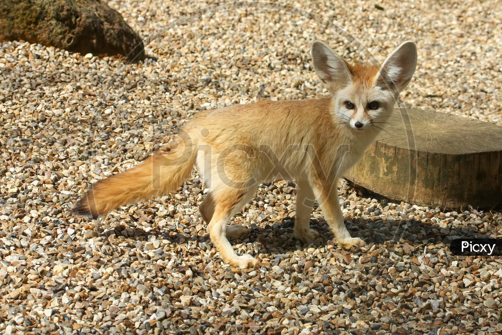 Cute Fennec Fox, Vulpes Zerda, With Large Adorable Ears