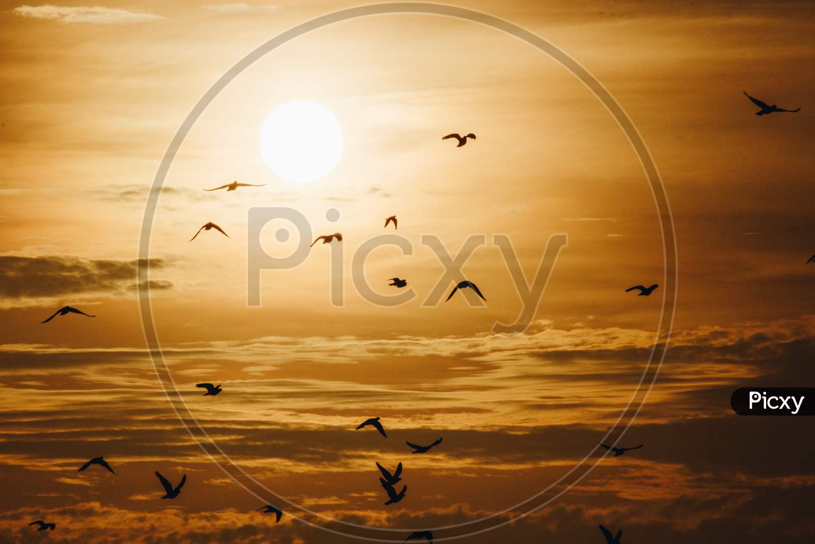 Silhouette Of Birds Flying Against A Yellow Sun