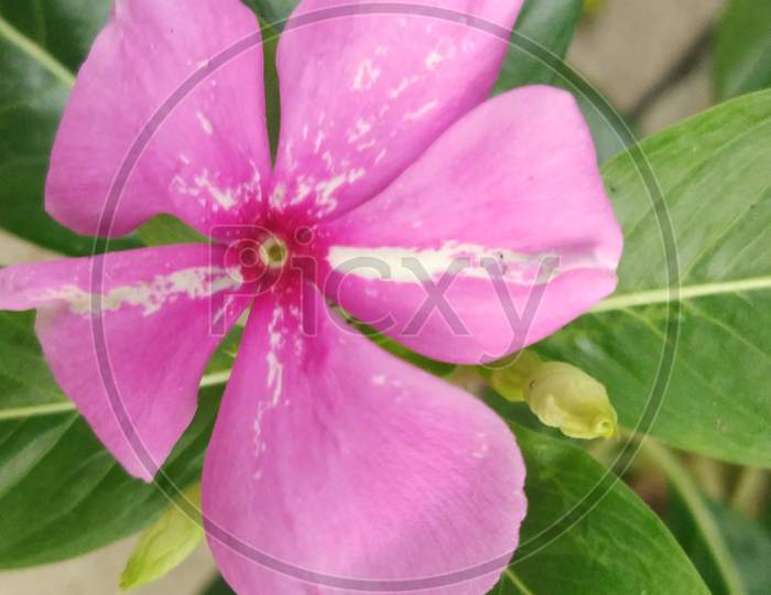 Beautiful pink flower with macro photography