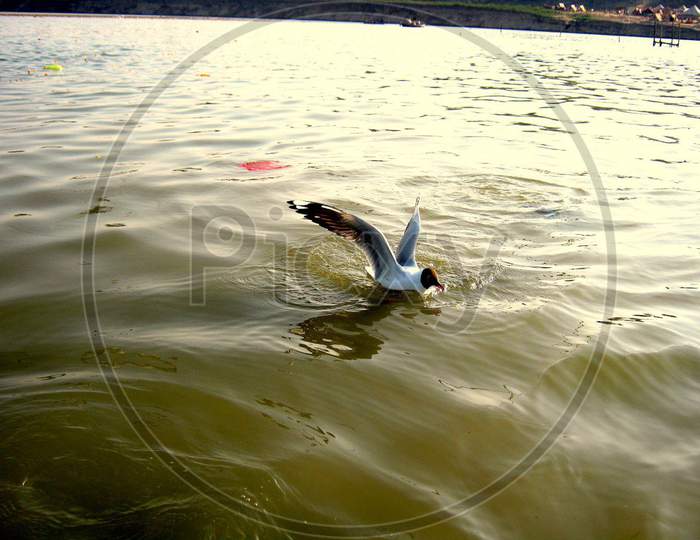 Bird diving in the river for food