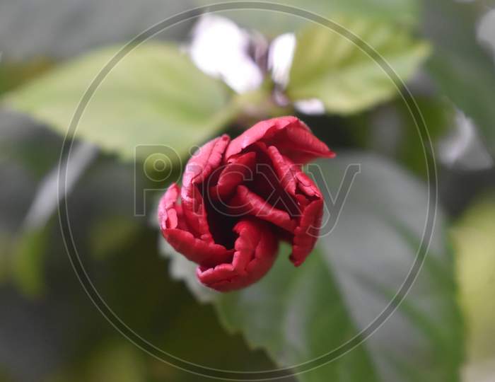 High Resolution  of Lal Jaba / Red Hibiscus Flower bud macro photo