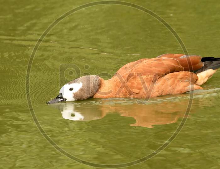 Whistling Tree Duck, Dendrocygna Viduata, Head Down On Green Water